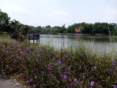 Bang Kachao, Bangkok